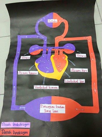 Idea P&P Sains : Gambarajah Sistem Peredaran Darah