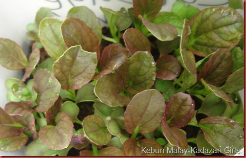 Red choi cabbage (6)