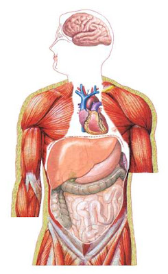 Human Organs and their functions photo