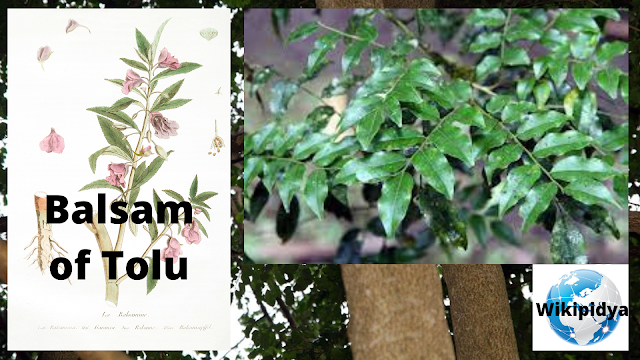 nutrition, herbs, plants,balsam,balsam of peru,balsam. colombia: balsam of tolú. ecuador: sándalo,pharmacognosy balsm of tolu tolu balsum,what is balsam herb? and what it benefits? #herbs #balsamherb,balsam of peru pronunciation,tolu balsam,benefits of natural resin,english balsam of peru,occurence and distribution of resin,hindi meaning of balsam,balsam of peru pronounce,how to pronounce balsam of peru,pharmacognosy of balsam of peru,peru balsam,pharmacognosy of balsom tolu