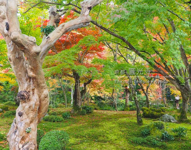 圓光寺の十牛之庭