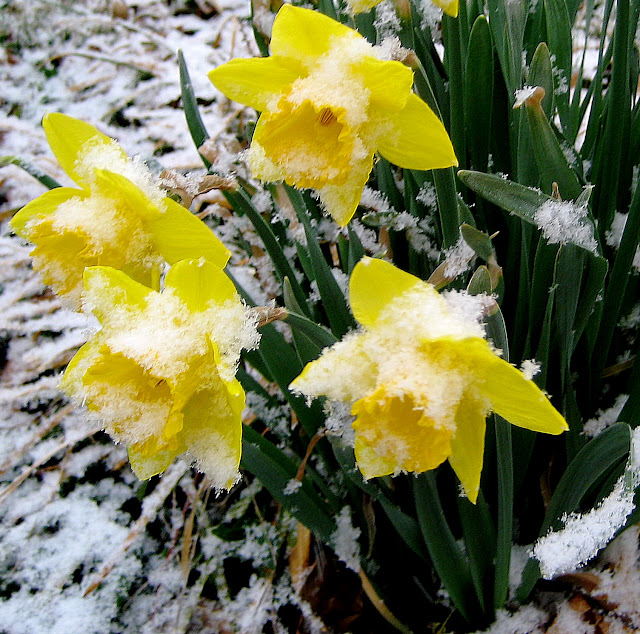 Daffodils in snow. Jefferson City, Missouri. March 2007. Credit: Mzuriana.