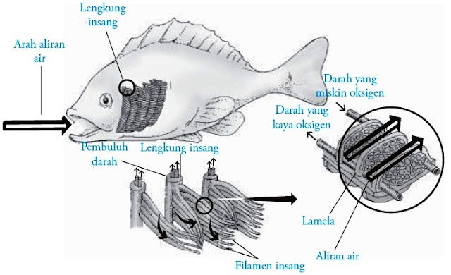  Sistem  Pernapasan  pada Ikan  Pisces 