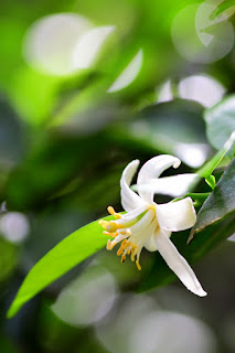 Costa Rica fruit tree flower