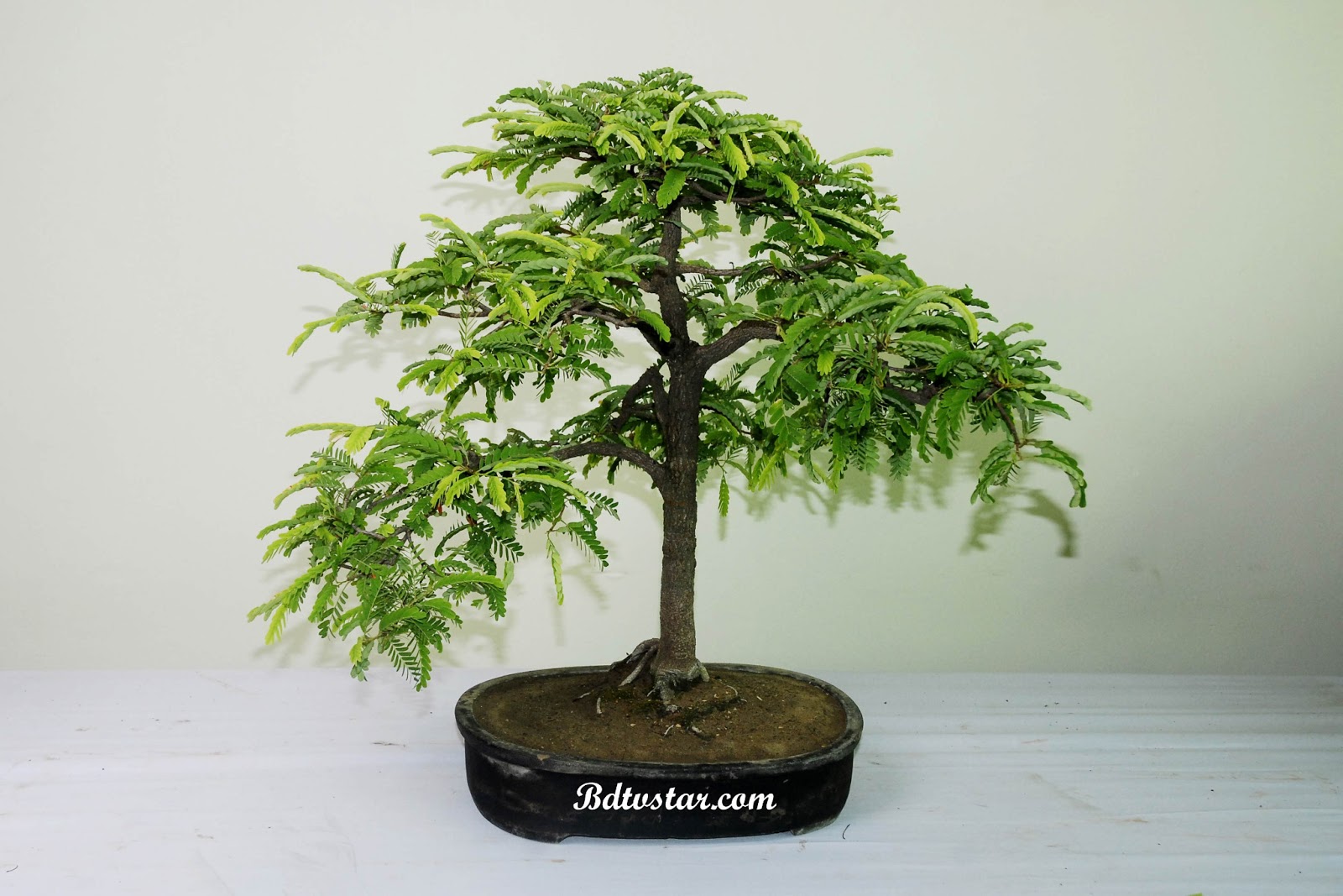 bonsai tree photos