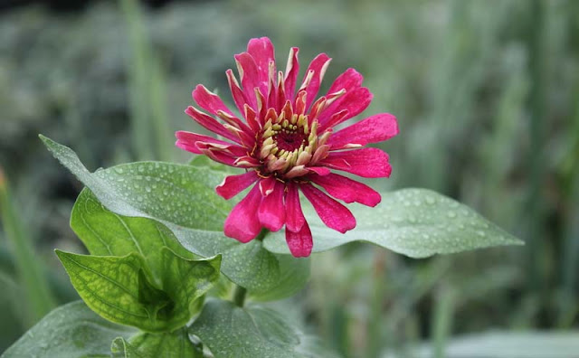 Zinnia Flowers