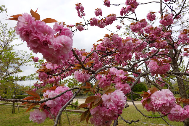 鳥取県米子市久米町　湊山公園　カンザン (関山）