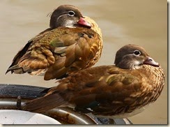 IMG_7331[8]