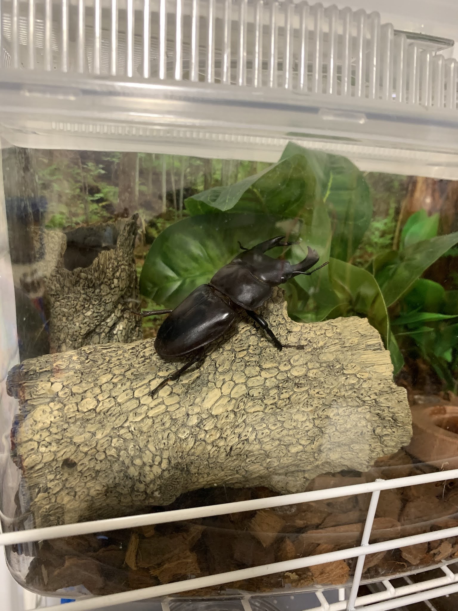 選ぶなら クワガタカブトムシ飼育インテリアケーステラリウム 虫類用品 Sooke Pocketnews Ca