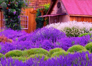 flores violetas lilas al lado de casa de campo