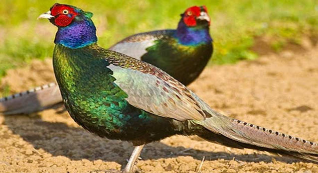 Known for its colorful patterns, the green pheasant is the national bird of which country?