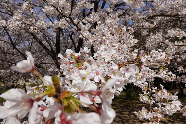 鳥取県西伯郡南部町鶴田 とっとり花回廊 桜の広場 ソメイヨシノ（染井吉野）