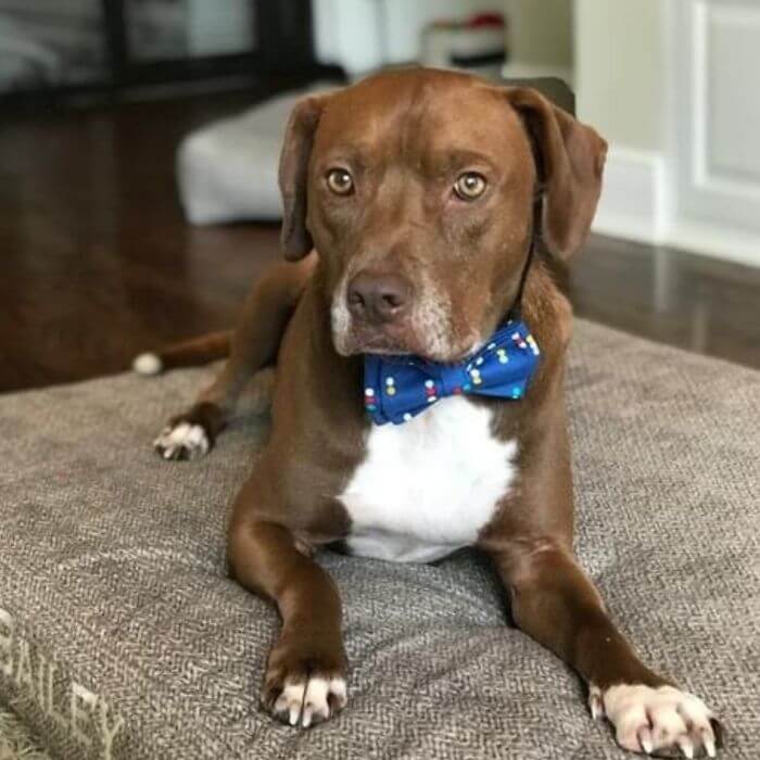 12-Year-Old Creates Stylish Bow Ties For Shelter Dogs And Cats To Help Them Find A Home