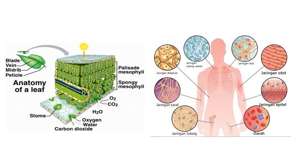 10 Tingkatan Organisasi Kehidupan Biologi Gambar Contoh 