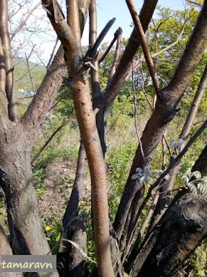 Маакия амурская (Maackia amurensis)