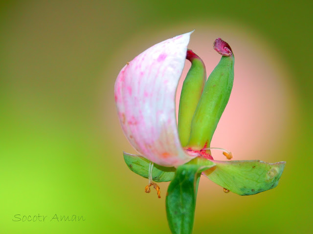 Paeonia obovata