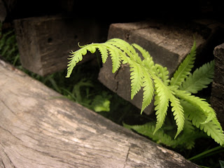 A barely noticeable plant hidden inside a bunch of logs.