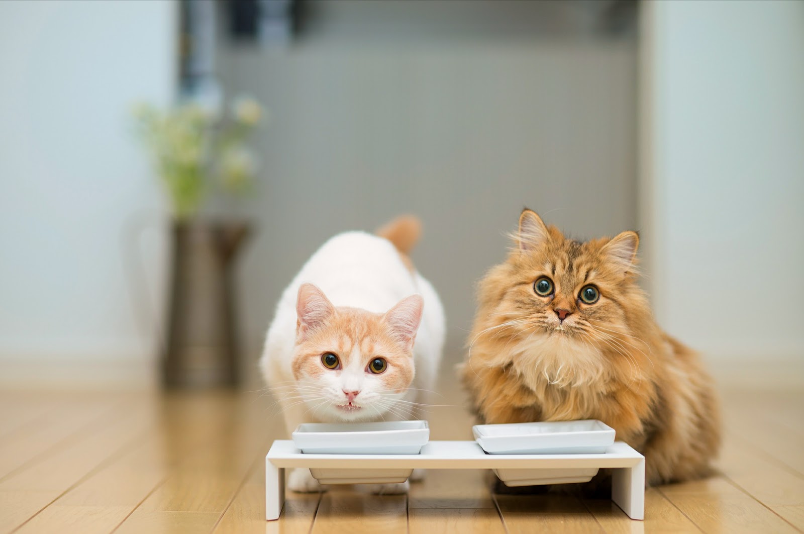 Gambar Kucing Imut dan Lucu | Kumpulan Gambar