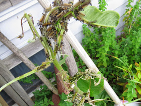milkweed tussock caterpillars