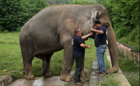 'Loneliest' elephant ‘Kavaan’ leaves for Combodia