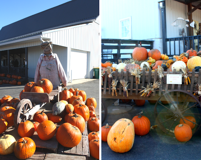 Pumpkins, gourds and scarecrows at Skelly's Farm Market in Janesville, Wisconsin