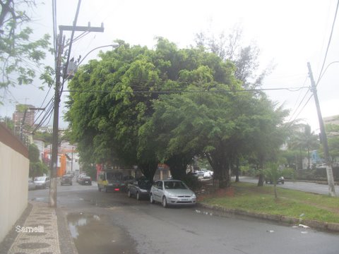 Árvores bonitas de  ver