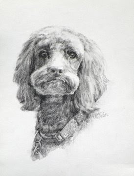 pencil portrait of labradoodle copyright nancy moskovitz