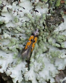 Chrysoclista linneella - Pyrale de l'écorce du tilleul - Perceur de l'écorce du tilleul