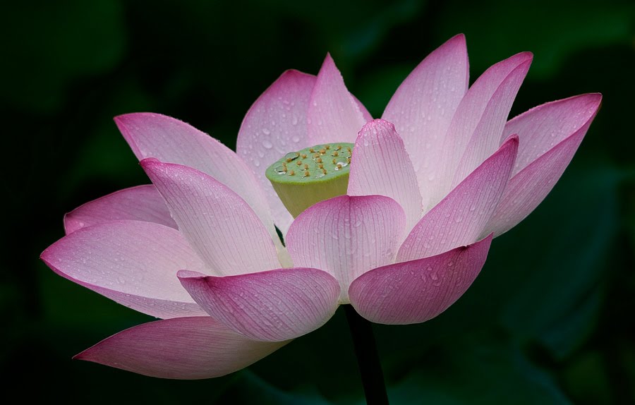 So today I post pictures from Lotus flowers and waterlilies