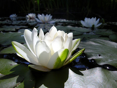 Lotus White Flower