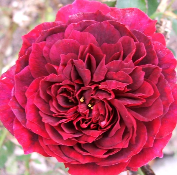 of the william shakespeare william shakespeare quotes. of the william shakespeare