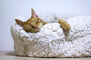 Cat sleeping in cat bed.