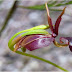 La hermosa y extremadamente rara "orquídea pato volador”