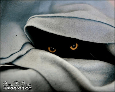 Cool Cats Hiding Seen On www.coolpicturegallery.us