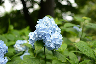 荻窪公園の紫陽花2014_1