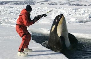 Biggest Antarctic Killer Whales