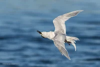 Birds In Flight Photography Cape Town with Canon EOS 7D Mark II