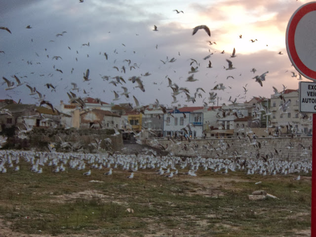 Seaguls and weather