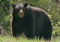 Black Bear (Beruang Hitam)