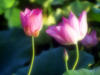 flowers wallpapers. lotus flower wallpaper.