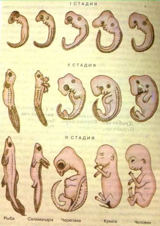 Стадии развития эмбрионов позвоночных. Сходство эмбрионов некоторых животных на ранних стадиях развития. Сходство эмбрионов позвоночных на ранних стадиях развития. Эмбрион человека и животных на ранних стадиях развития. Стадий формирования эмбриона человека.