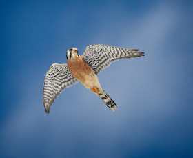 Adult male kestrel.