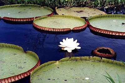 Flora do Pantanal