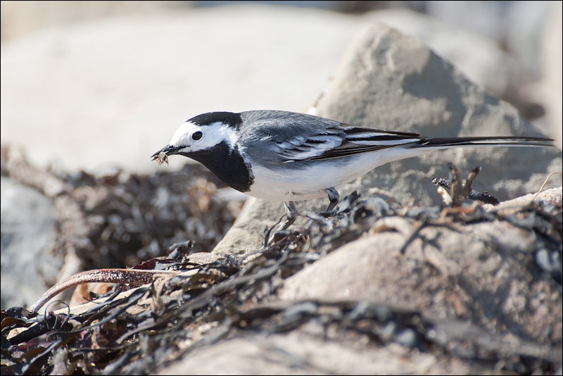 Pied Wagtail