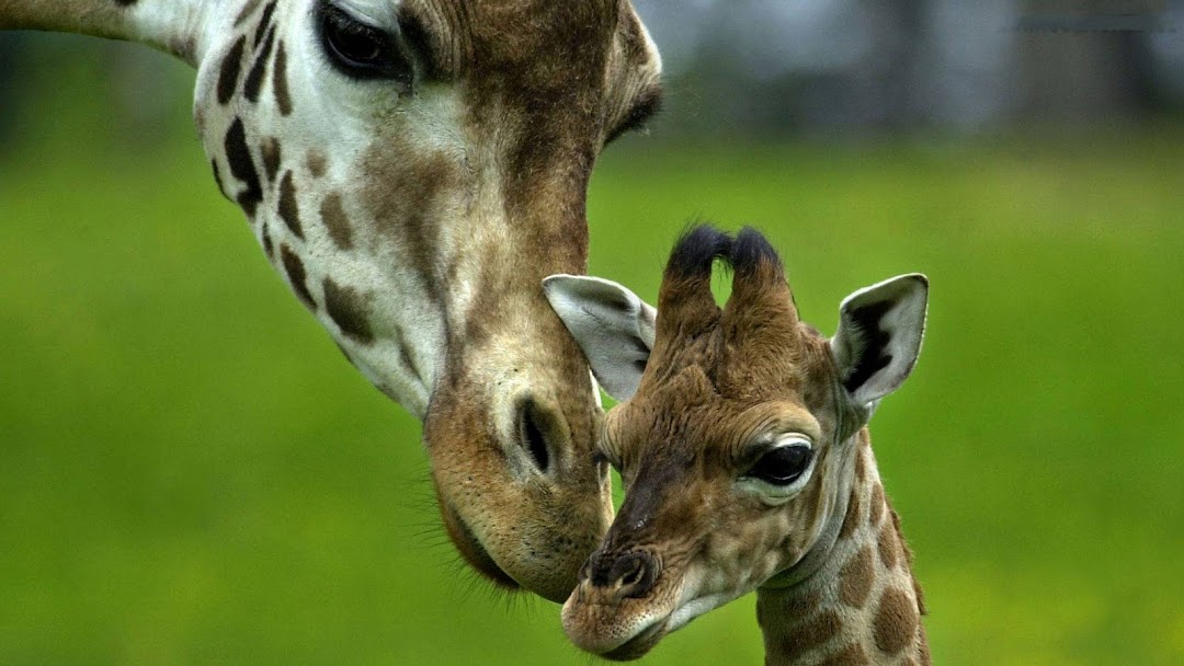 Giraffe Baby hd wallpaper