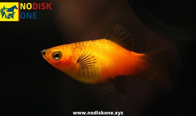 Platy Fish: Things To Know Before Getting A Platy Fish