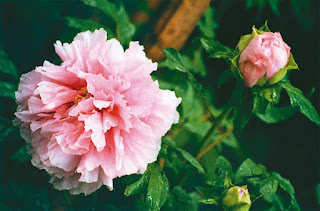 Peony Appreciation