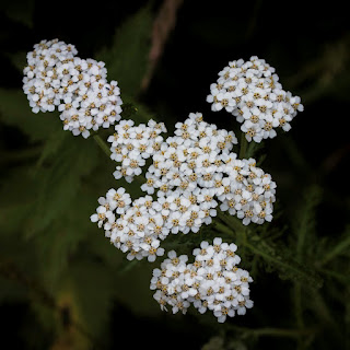 Millefolium (homeopathie)