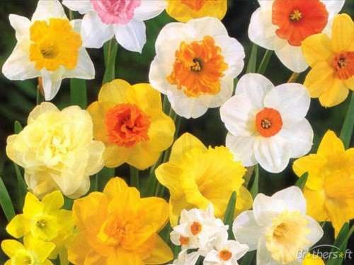 types of flowers green Daffodils Flowers | 500 x 375