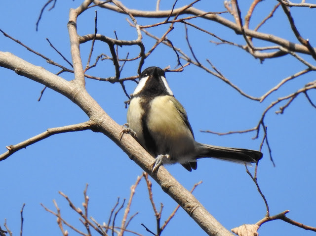 シジュウカラ